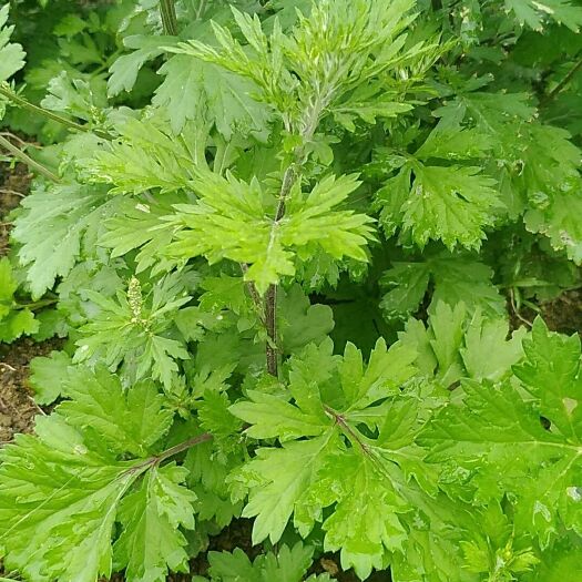霞浦县 陈年艾草粉香气扑鼻沐浴泡脚艾粉独享