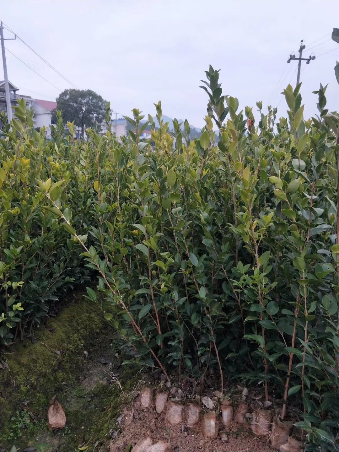 油茶树苗  湘林长林系列嫁接油茶苗坏苗包赔，量大可开三证一签