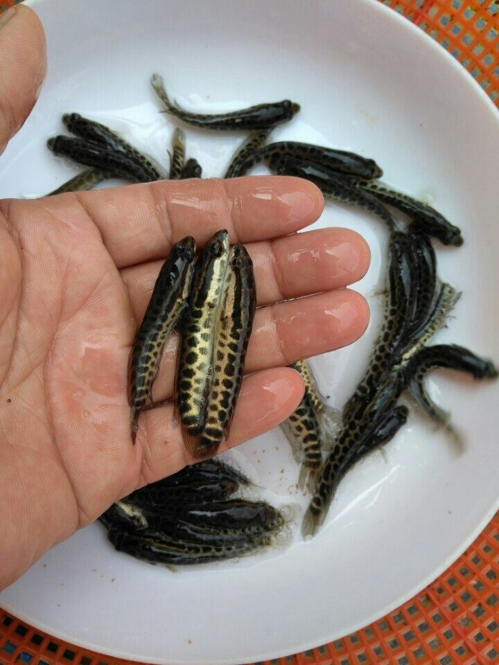乌鳢苗  生鱼苗，黑鱼鱼苗