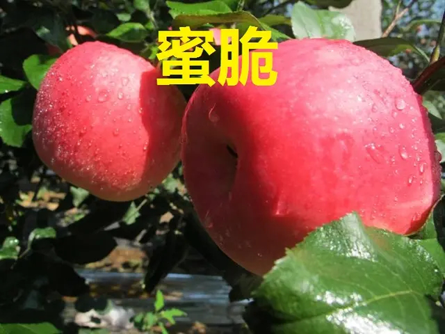 平邑县红蜜脆苹果苗 蜜脆苹果苗包品种包成活当年结果苗免费提供技术指导基地直供