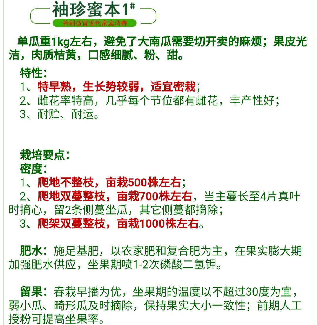 奶油南瓜种子 袖珍蜜本 奶油南瓜