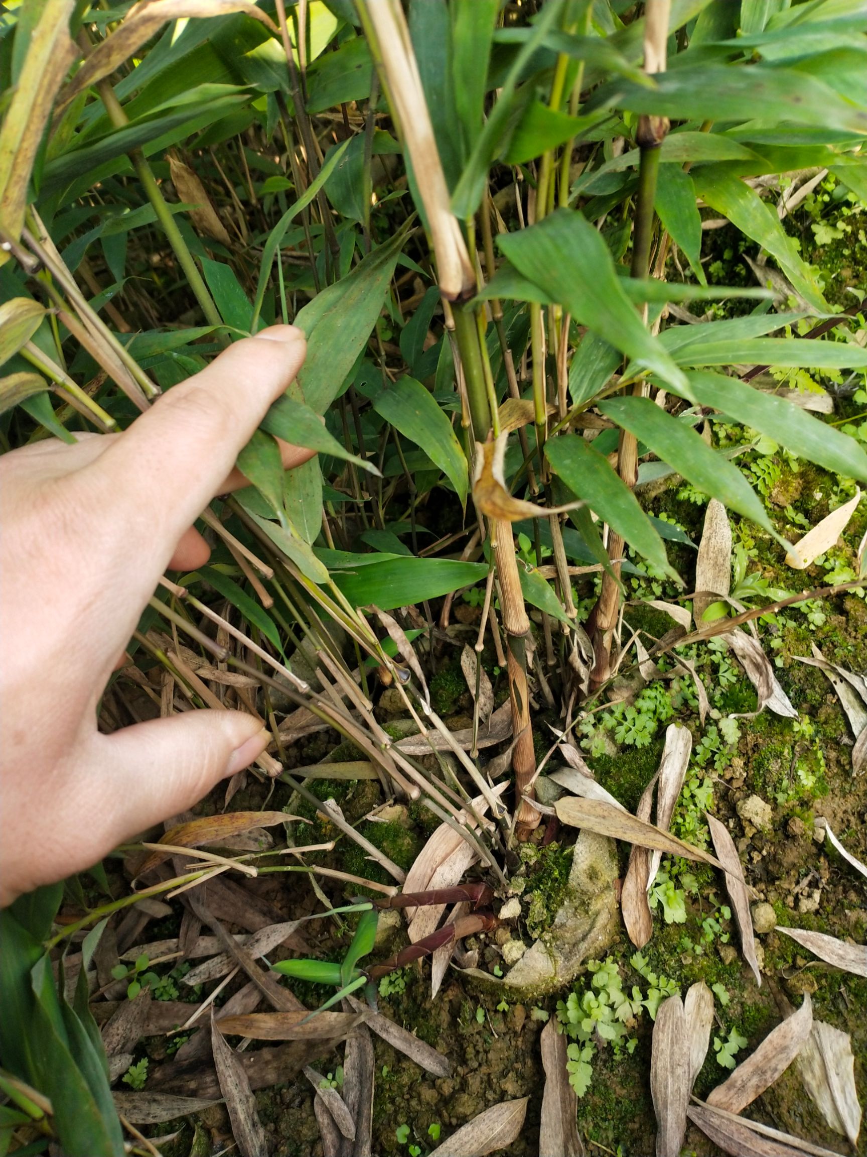  因这短时间不能出门，只能在网上卖方竹苗，三月竹苗出售