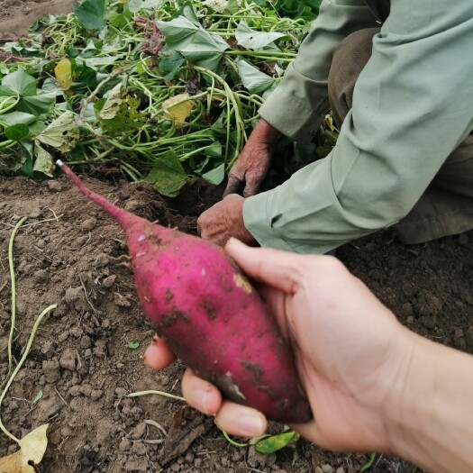 澄迈县桥头地瓜  产地海南桥头富硒地瓜 健康食品沙地 适合宝宝辅食