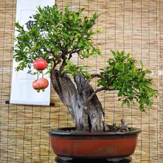 济南 石榴盆景石榴树果树盆栽植物造型盆景