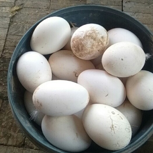 菏泽大三花鹅蛋 食用 箱装