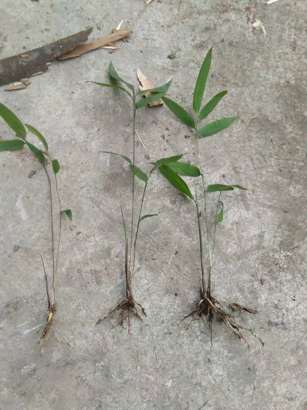  因这短时间不能出门，只能在网上卖方竹苗，三月竹苗出售