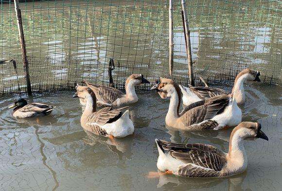 狮头鹅苗 正宗黑狮头鹅.品种保证.技术指导.出壳疫苗.