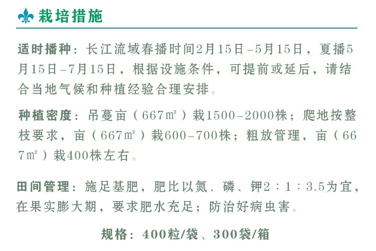  青皮甜瓜种子玉奶香香瓜种子特香甜绿肉高产大果大棚露地栽培