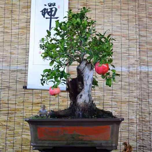 济南果树盆景 石榴树盆景果树盆栽石榴树果树造型树