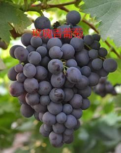 平度市玫瑰香葡萄苗 8月中旬成熟，粒重8克，最大10克，穗重一般7