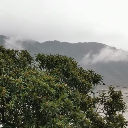 歙县枇杷蜜 黄山三潭枇杷土蜜