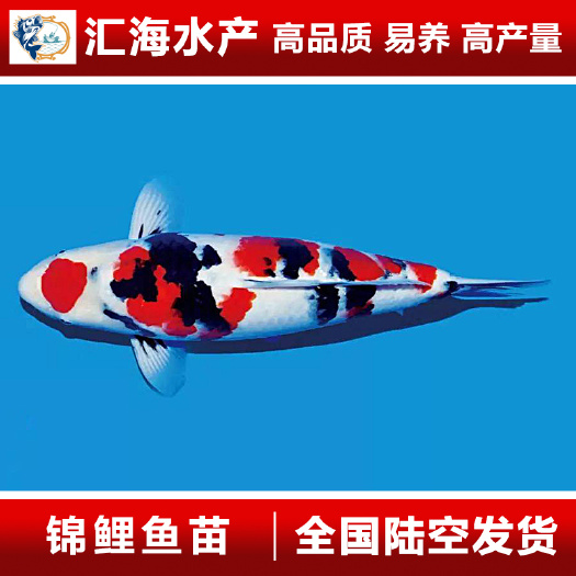 广州广州汇海水产渔场直供 锦鲤鱼苗 大正三色 昭和