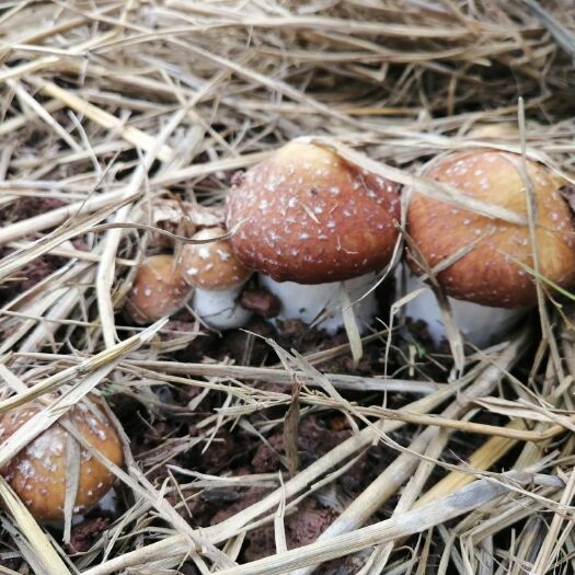 南漳县塑料薄膜温室大棚 本种植户种植无污染绿色产品
