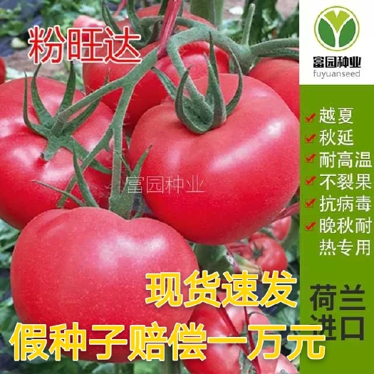 寿光市粉果番茄种子  番茄种子抗高温早熟抗病毒耐裂硬大果西红柿种子