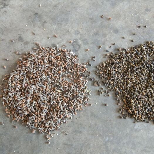 郎溪县吴茱萸籽干货，籽粒饱满，气味浓，量大从优，全国包邮