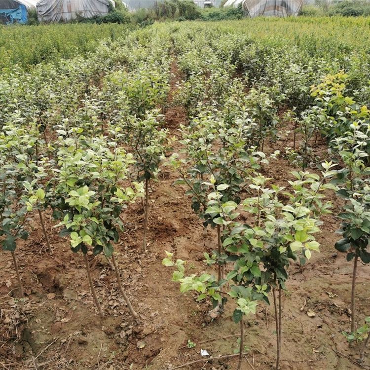 红蜜脆苹果苗 蜜脆苹果苗包品种包成活当年结果苗免费提供技术指导基地直供