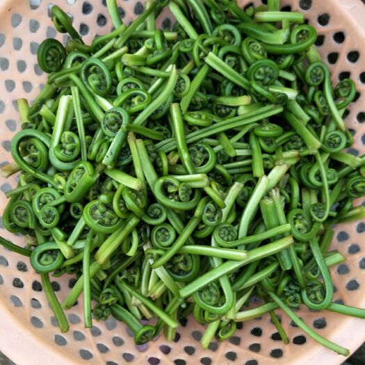 资溪县水蕨菜 真正的美味，天然手工采摘