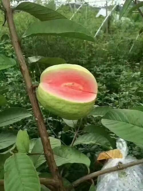 临沂四季梨树苗 丰产四季梨苗