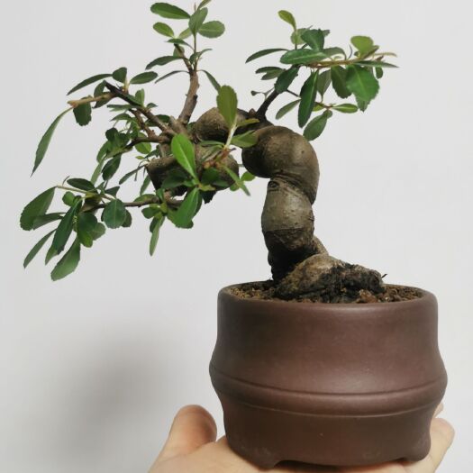 济南景观盆栽 小品火棘盆景微型盆景造型盆景包邮