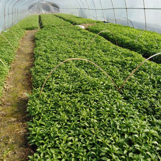 醴陵市线椒苗  百亩辣椒苗：茄子苗基地，全国发货，量大从优