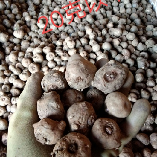 富源县魔芋种子产地直供保证质量供技术包回收