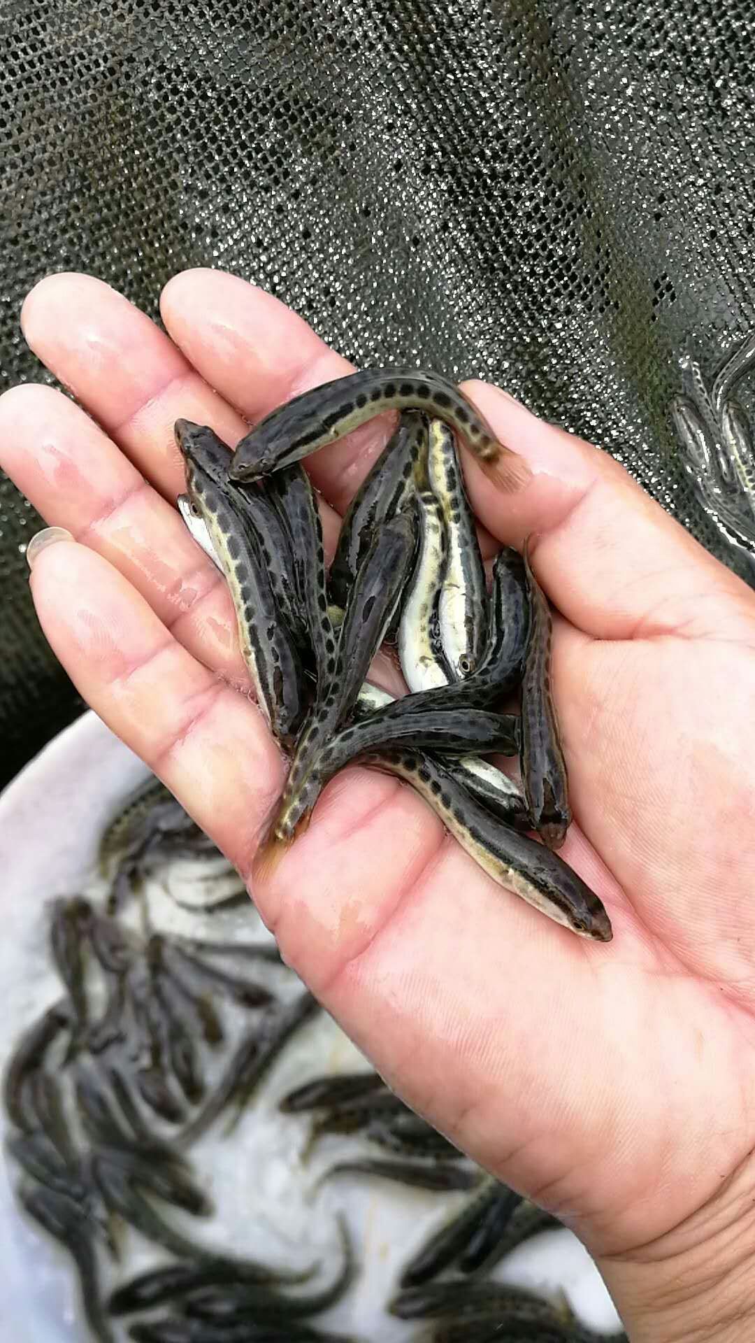 乌鳢苗  生鱼苗，黑鱼鱼苗