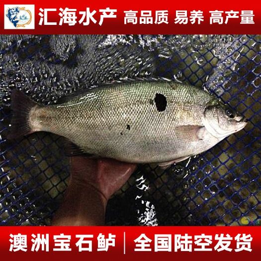 广州广州汇海水产渔场直供 澳洲宝石鲈鱼苗 宝石斑鱼苗