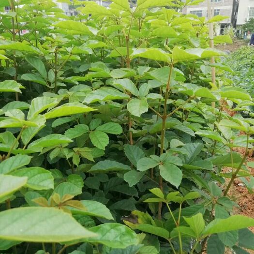 广州黄花风铃木 多花黄花枫铃木，营养杯苗，价格优惠