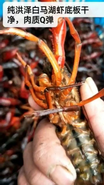 淮安澳洲淡水小龙虾 正宗洪泽湖清水虾6-8钱规格