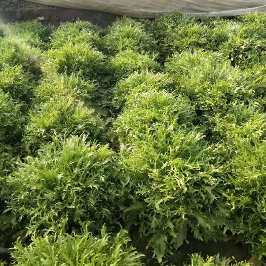 昌乐县苦菊 因最近冠状病毒，菜农辛苦种出的菜没办法卖出去
