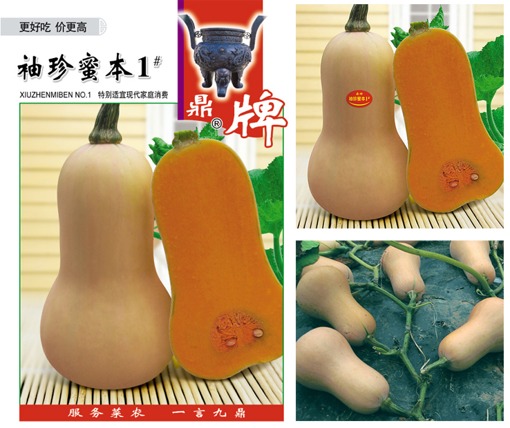 奶油南瓜种子 袖珍蜜本 奶油南瓜