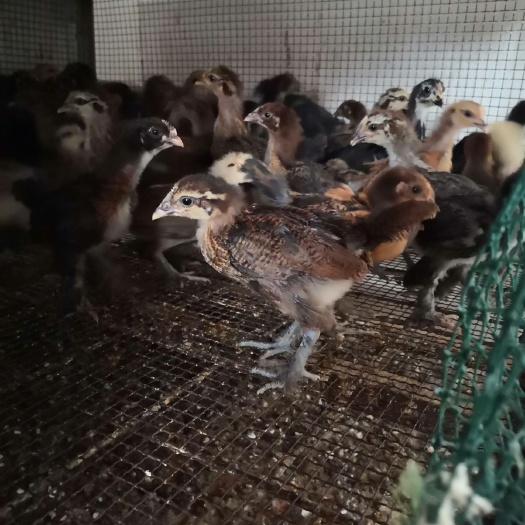 昆明土鸡苗 正宗武定土鸡