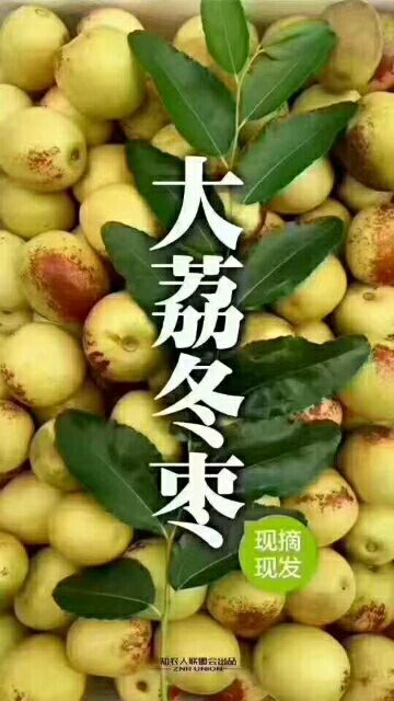 大荔县冬枣，冬枣，冬枣产地，大荔县冬枣批发供应冬枣