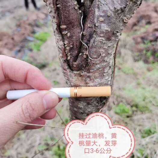 仪陇县黄桃树苗 大量桃树，银杏树，李子树，核桃树。