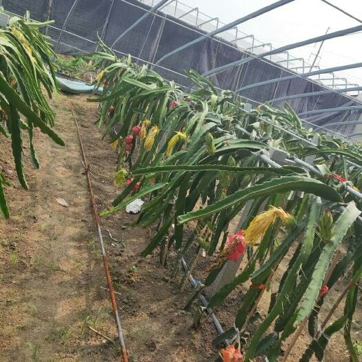临沂红皮红肉火龙果苗 签合同保结果，246亩基地保证，放心购苗，全程技术指导，无忧