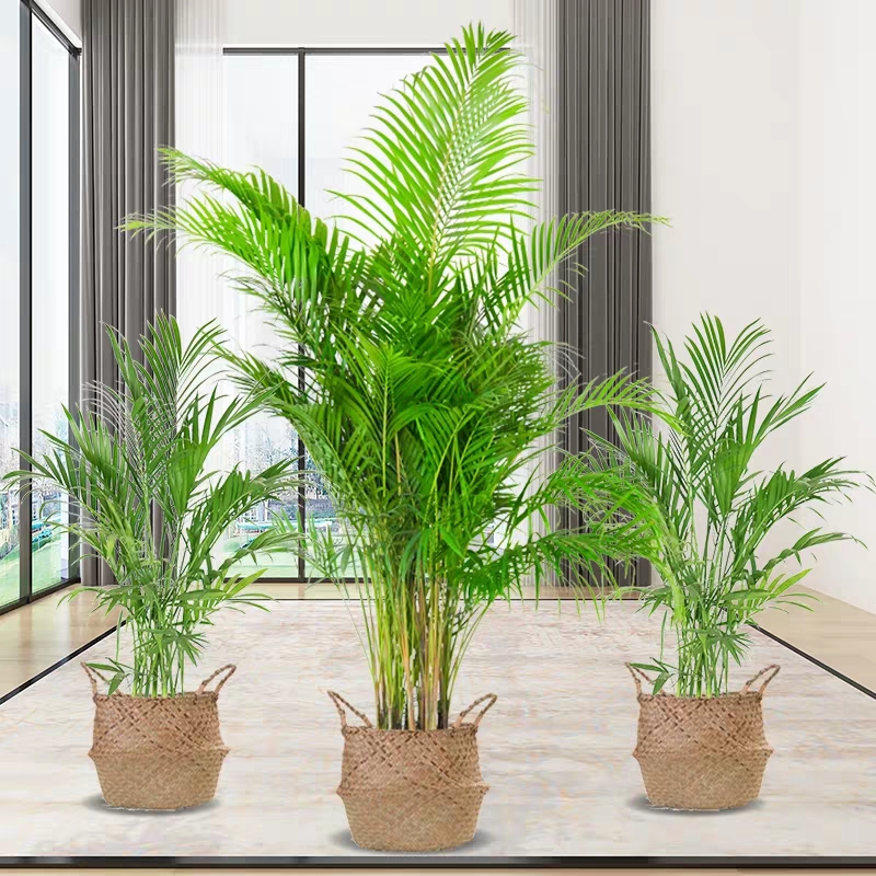  散尾葵盆栽 凤尾竹室内客厅大型l绿植盆栽袖珍椰子 富贵椰子