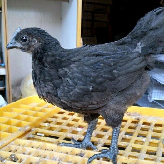 叙永县 脱温鸡苗