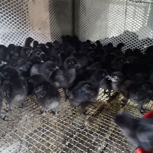 昆明 五黑绿壳蛋鸡苗母