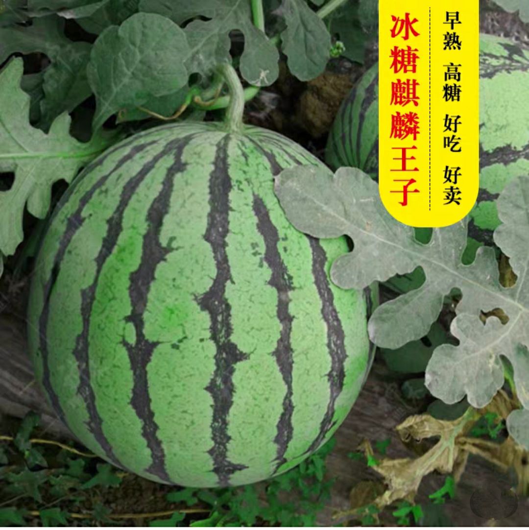 甜王西瓜种子 冰糖麒麟王子西瓜早熟果实圆形皮薄而有坚韧品质优