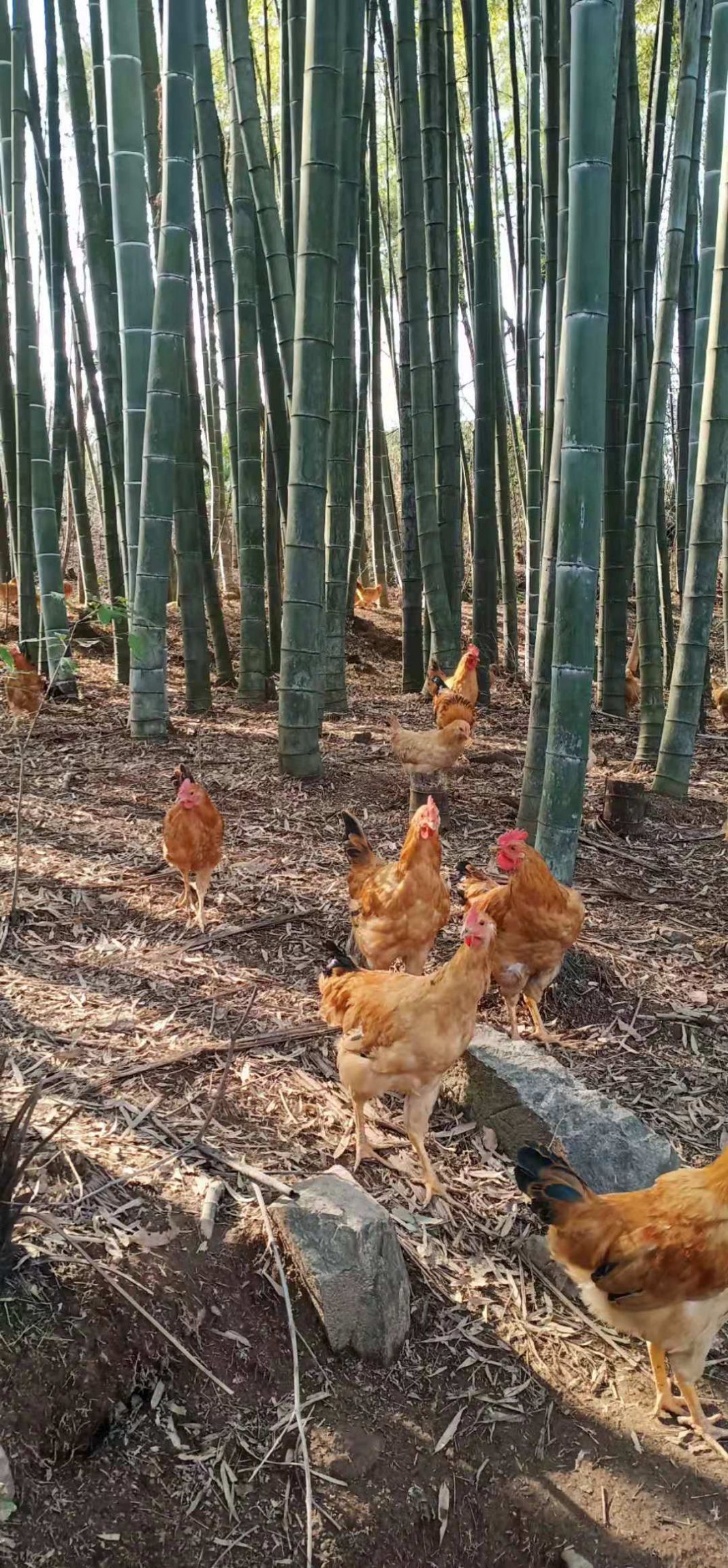 正宗竹林土鸡