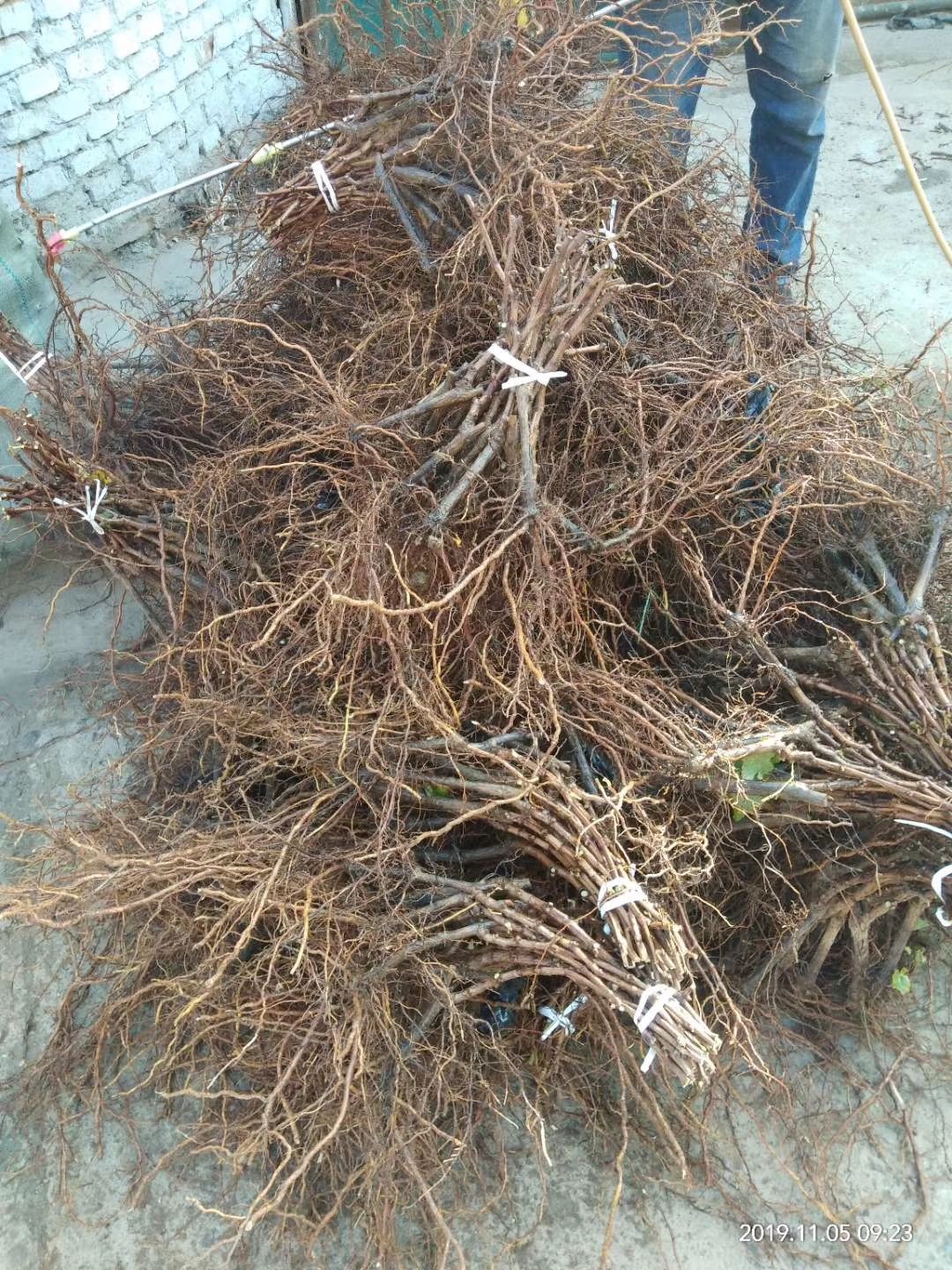  巨峰葡萄苗