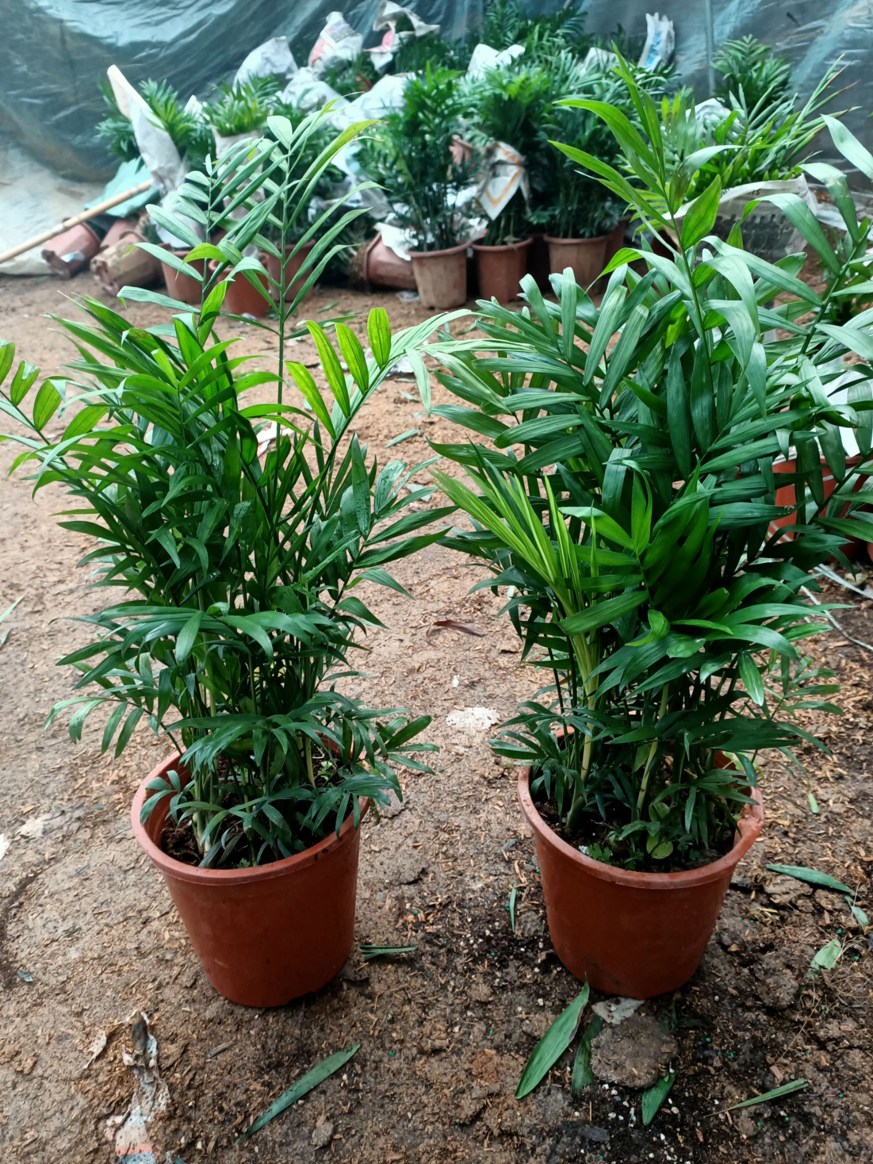  散尾葵盆栽 凤尾竹室内客厅大型l绿植盆栽袖珍椰子 富贵椰子