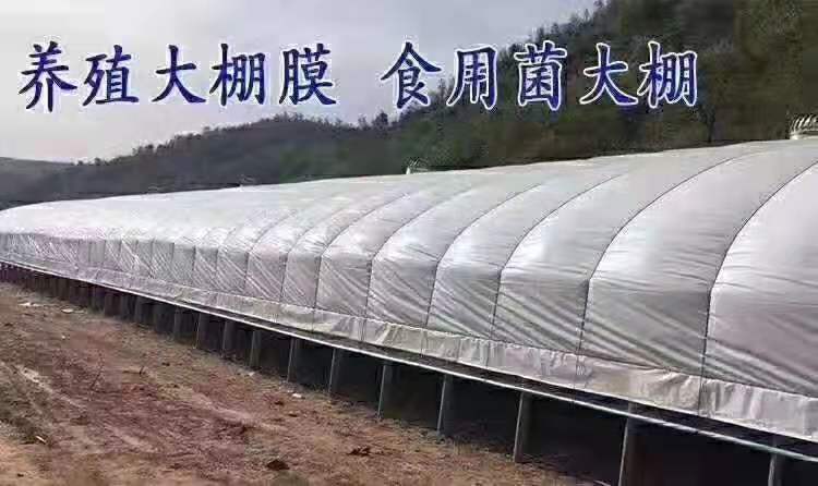 钢管大棚 养殖棚 蔬菜棚 椭圆管骨架 抗风抗雪 承重力强 定