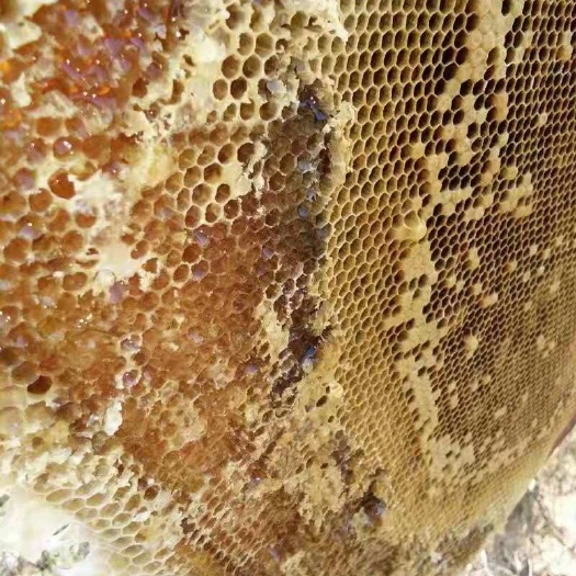 紫金县 天然无污染山区冬鸭脚木蜜