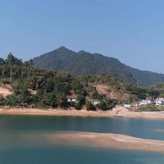 河源白条鱼 白肖