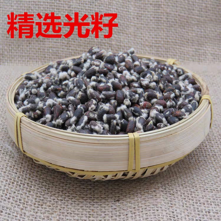 哈密新疆当年药用棉籽 棉花籽 棉籽仁 棉花种子 棉仁 带绒棉籽