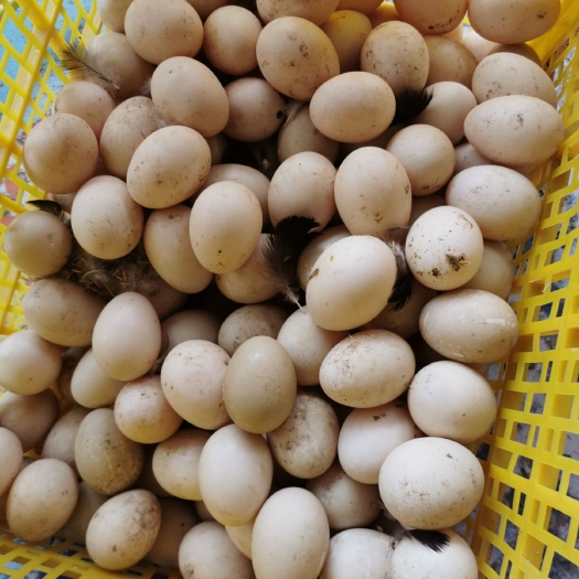 漳浦县 自家养殖白番鸭蛋黑受精蛋可孵化率超高洋鸭旱鸭子