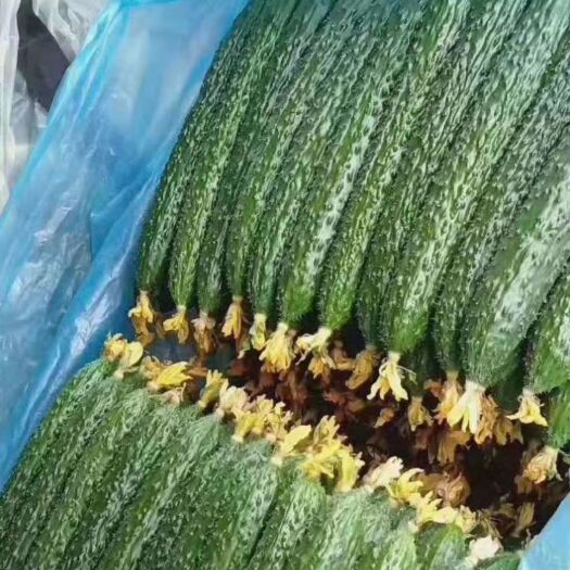 兰陵县 精品黑皮，密爱黄瓜，产量大，价格不高