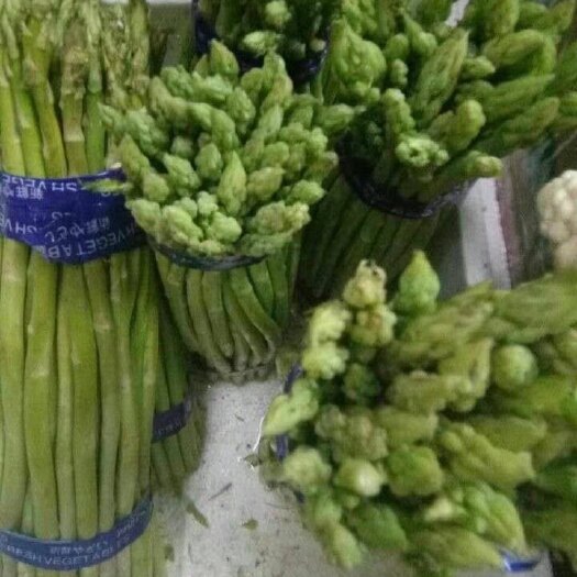 芦笋种子 优质笋种，航育958，