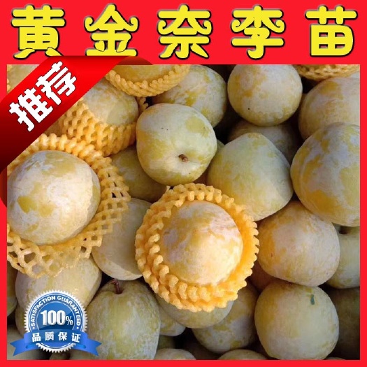 阳朔县黄金奈李苗 奈李苗 清醒。品种保证 提供种植技术 量多